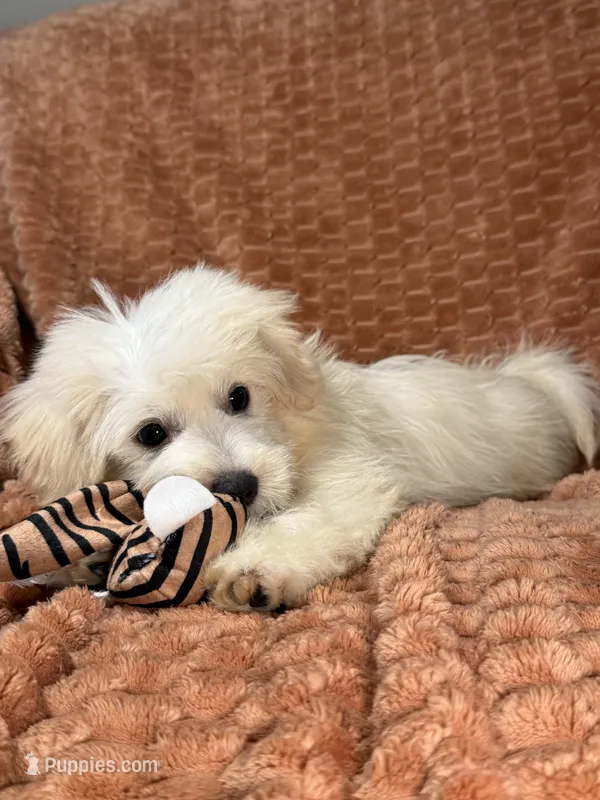 True – Maltipoo, Maltese puppy for sale in Bryan, TX