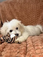 True, a male Maltipoo and Maltese for sale in Bryan, TX – 1 of 5