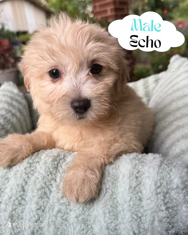 Echo – Maltipoo, Maltese puppy for sale in Bryan, TX