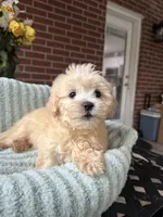 Sunny, a male Maltipoo and Maltese for sale in Bryan, TX – 5 of 6
