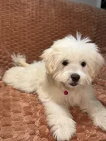 Echo, a male Maltipoo and Maltese for sale in Bryan, TX – 2 of 5