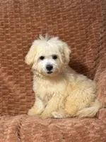 Sunny, a male Maltipoo and Maltese for sale in Bryan, TX – 6 of 6