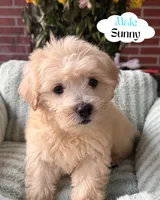 Reese’s, a male Maltipoo and Maltese for sale in Bryan, TX – 3 of 6