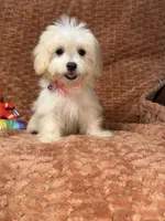 Sage, a female Maltipoo and Maltese for sale in Bryan, TX – 2 of 6
