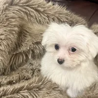 Bella, a female Chihuahua and Maltese for sale in Bryan, TX – Photo 6 of 7