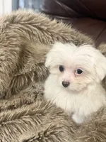 processed/eb270a3d-f82a-44d2-8ef6-8ead902535ed/listing/71176e89-2a79-46c6-a910-c557dfedd0cb/43c5a604-15be-441e-be71-b43d712dfff9