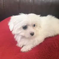 Bella, a female Chihuahua and Maltese for sale in Bryan, TX – Photo 7 of 7