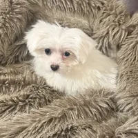 Bella, a female Chihuahua and Maltese for sale in Bryan, TX – Photo 3 of 7