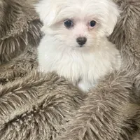 Bella, a female Chihuahua and Maltese for sale in Bryan, TX – Photo 2 of 7