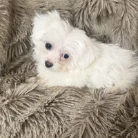 Bella, a female Chihuahua and Maltese for sale in Bryan, TX – Photo 5 of 7