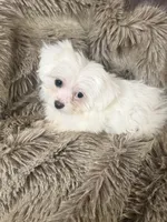 processed/eb270a3d-f82a-44d2-8ef6-8ead902535ed/listing/71176e89-2a79-46c6-a910-c557dfedd0cb/9e2cef5d-85ce-413b-9c83-172b4b8d7eff