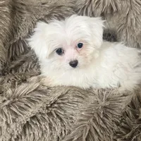 Bella, a female Chihuahua and Maltese for sale in Bryan, TX – Photo 1 of 7