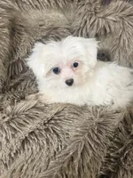 processed/eb270a3d-f82a-44d2-8ef6-8ead902535ed/listing/71176e89-2a79-46c6-a910-c557dfedd0cb/bb5ba461-7203-47c6-a724-ffdbe6e8cf42