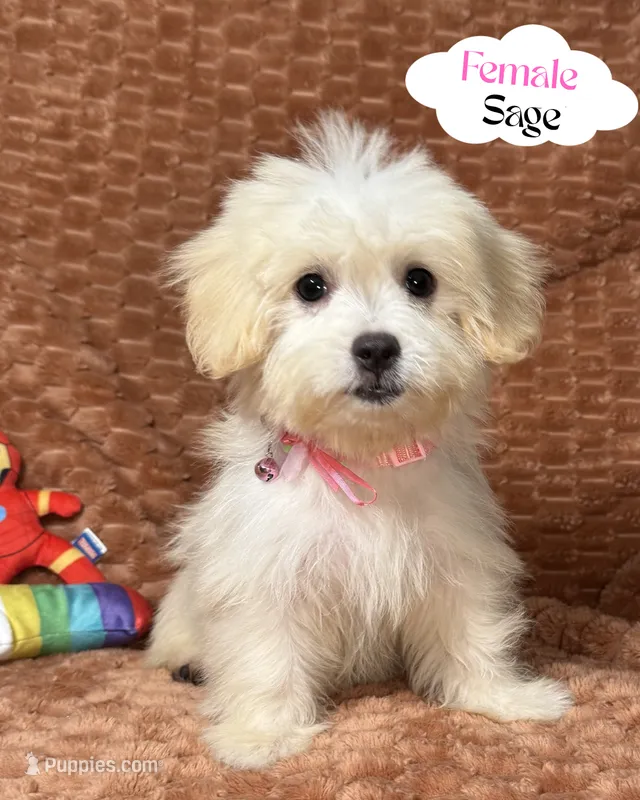 Sagee – Maltipoo, Maltese puppy for sale in Bryan, TX