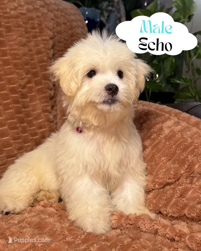 Echo – Maltipoo, Maltese puppy for sale in Bryan, TX