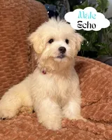Echo, a male Maltipoo and Maltese for sale in Bryan, TX – 1 of 3