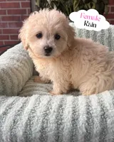 Reese’s, a male Maltipoo and Maltese for sale in Bryan, TX – 4 of 6