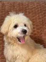Sunny, a male Maltipoo and Maltese for sale in Bryan, TX – 5 of 6