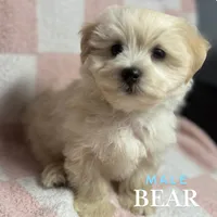 Bear, a male Maltipoo and Poodle - Miniature  for sale in Bryan, TX – Photo 6 of 6