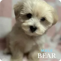 Bear, a male Maltipoo and Poodle - Miniature  for sale in Bryan, TX – Photo 5 of 6