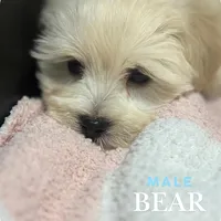 Bear, a male Maltipoo and Poodle - Miniature  for sale in Bryan, TX – Photo 4 of 6