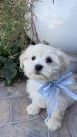 Bear, a male Maltipoo and Poodle - Miniature  for sale in Bryan, TX – Photo 3 of 6