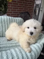 Sage, a female Maltipoo and Maltese for sale in Bryan, TX – 6 of 6