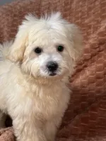 Sunny, a male Maltipoo and Maltese for sale in Bryan, TX – 3 of 6