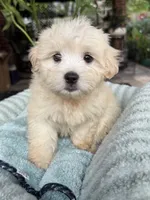 True, a male Maltipoo and Maltese for sale in Bryan, TX – 4 of 6