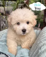 True, a male Maltipoo and Maltese for sale in Bryan, TX – 1 of 6