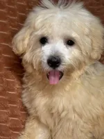 Sunny, a male Maltipoo and Maltese for sale in Bryan, TX – 4 of 6