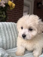 Rain, a female Maltipoo and Maltese for sale in Bryan, TX – 2 of 5