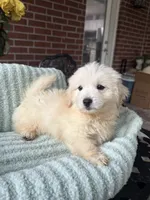 Sage, a female Maltipoo and Maltese for sale in Bryan, TX – 5 of 6
