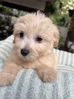 Echo, a male Maltipoo and Maltese for sale in Bryan, TX – 4 of 5