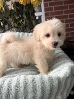 Reese, a male Maltipoo and Maltese for sale in Bryan, TX – 4 of 5