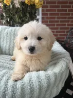Sage, a female Maltipoo and Maltese for sale in Bryan, TX – 2 of 6
