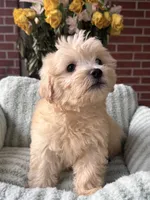 Sunny, a male Maltipoo and Maltese for sale in Bryan, TX – 3 of 6
