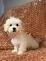 Sage, a female Maltipoo and Maltese for sale in Bryan, TX – 6 of 6