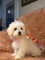 Sage, a female Maltipoo and Maltese for sale in Bryan, TX – 4 of 6