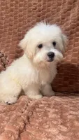 Echo, a male Maltipoo and Maltese for sale in Bryan, TX – 4 of 5