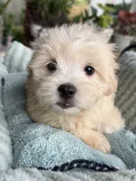 True, a male Maltipoo and Maltese for sale in Bryan, TX – 5 of 6