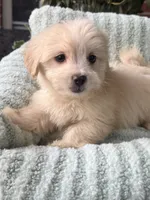 Reese, a male Maltipoo and Maltese for sale in Bryan, TX – 2 of 5