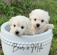 Bear, a male Maltipoo for sale in Bryan, TX – Photo 2 of 6