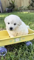 Bear, a male Maltipoo for sale in Bryan, TX – Photo 4 of 6
