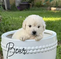 Bear, a male Maltipoo for sale in Bryan, TX – Photo 1 of 6