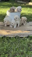 Bear, a male Maltipoo for sale in Bryan, TX – Photo 6 of 6