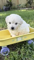 Bear, a male Maltipoo for sale in Bryan, TX – Photo 3 of 6