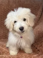 True, a male Maltipoo and Maltese for sale in Bryan, TX – 4 of 5