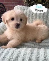 Reese, a male Maltipoo and Maltese for sale in Bryan, TX – 1 of 5