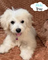 Echo, a male Maltipoo and Maltese for sale in Bryan, TX – 3 of 3